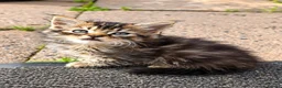 British Longhair cats for sale: Three Beautiful fluffy kittens in Worcester - Advert 2