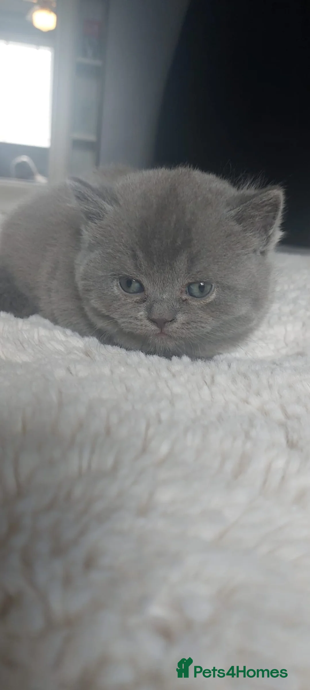 Scottish Fold cats for sale: Blue scotish fold kittens - Advert 6