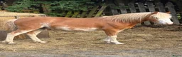 Welsh Section A horses for sale: Flash - Advert 3