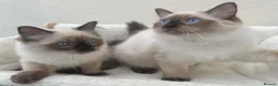 Ragdoll cats for sale: 🏆 GCCF CHAMP PEDIGREE RAGDOLL KITTENS  - Advert 4