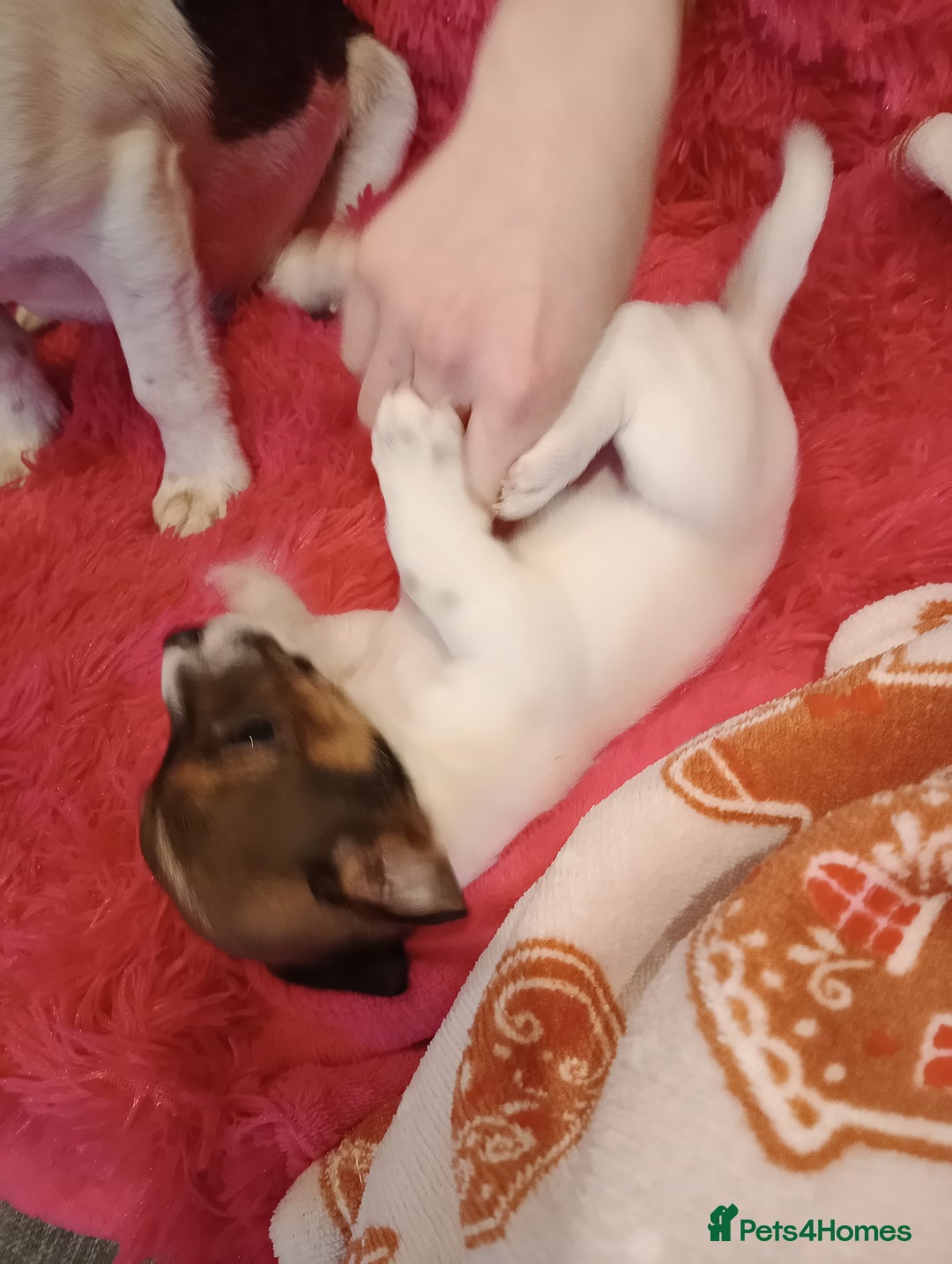 Jack Russell dogs for sale: Jack russell puppies - Advert 33