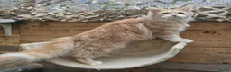 Maine Coon cats for sale: Active Cream Tabby Maine Coon Female - Advert 3