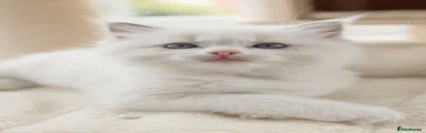 Ragdoll 1