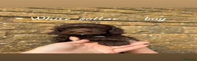 White collar 
