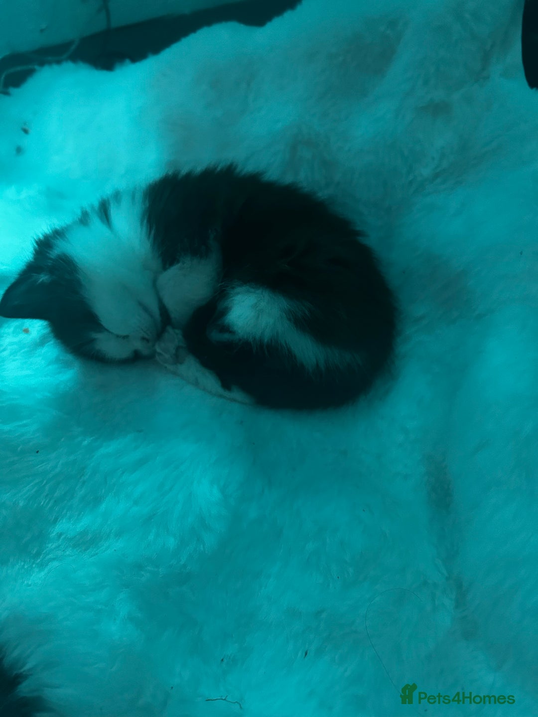 Turkish Van cats for sale: Half Turkish van kittens  - Advert 4