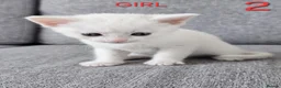 Mixed Breed cats for sale: Adorable kittens - Advert 3