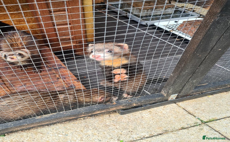 Ferret rodents - Advert 14