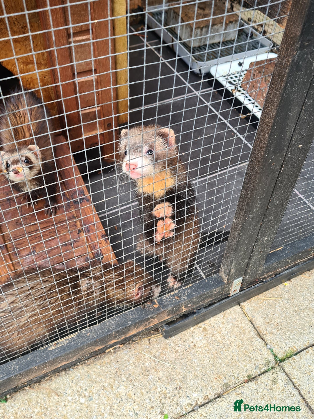 Ferret rodents for sale: 5 hobs - Image 1