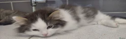 Siberian cats for sale: GCCF siberian brown tabby & white male kitten  - Advert 16