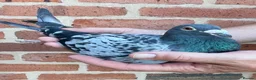 Pigeons birds for sale: Racing pigeons stock cocks with pedigree - Advert 1