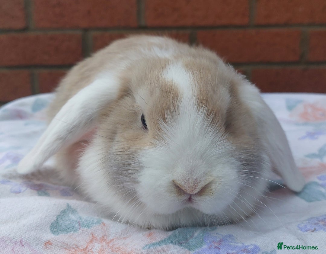 Mini Lop rabbits for sale: ☆ Gorgeous White Ear Split Baby Mini Lops ☆ - Advert 3
