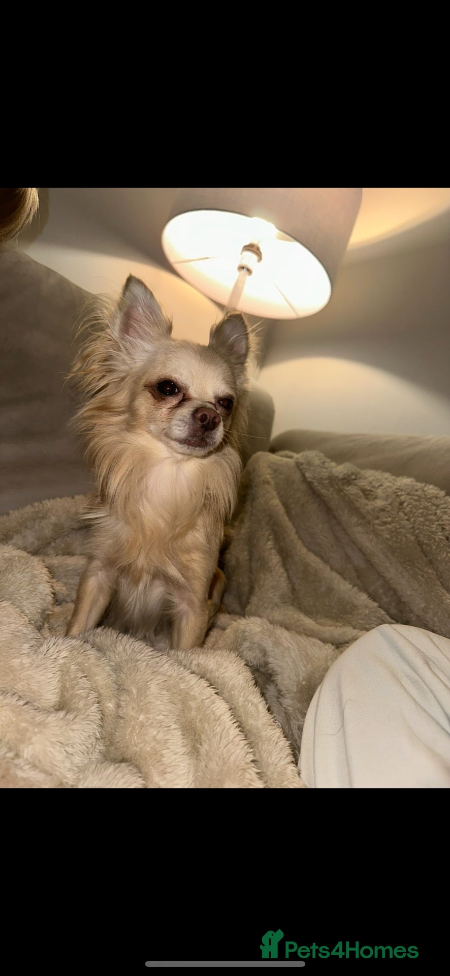 Chihuahua dogs Male chihuahua  - Advert 1