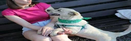 Mixed Breed dogs for adoption: ❤️🐶 LAIMA – TOO SMART AND WELL BALANCED in Burton-on-Trent - Advert 24