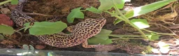 Leopard Gecko reptiles for sale: 2 female leopard geckos in Edinburgh - Advert 8