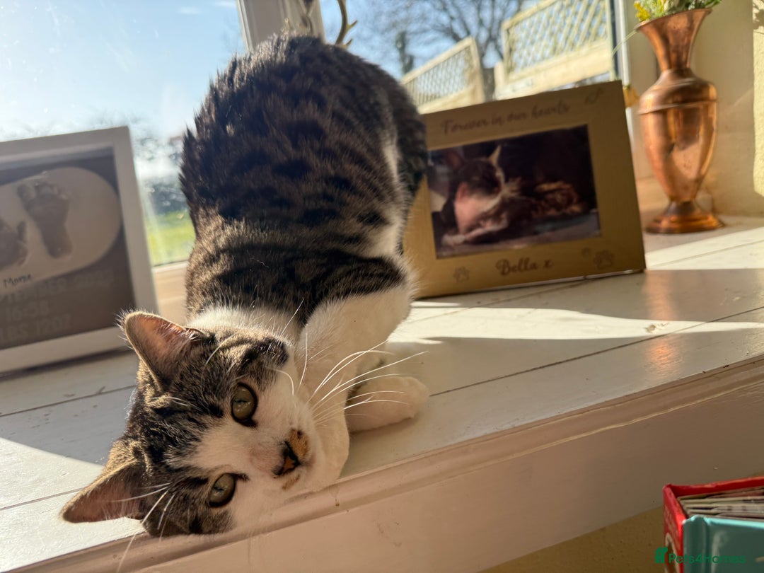 Mixed Breed cats for sale: Rehome my beloved cat Lexie  - Advert 3