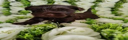 Yorkshire Terrier dogs for sale: Outstanding puppies ready for collection  - Advert 21