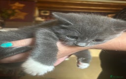 Mixed Breed cats for sale: Blue male with white socks  - Image 6