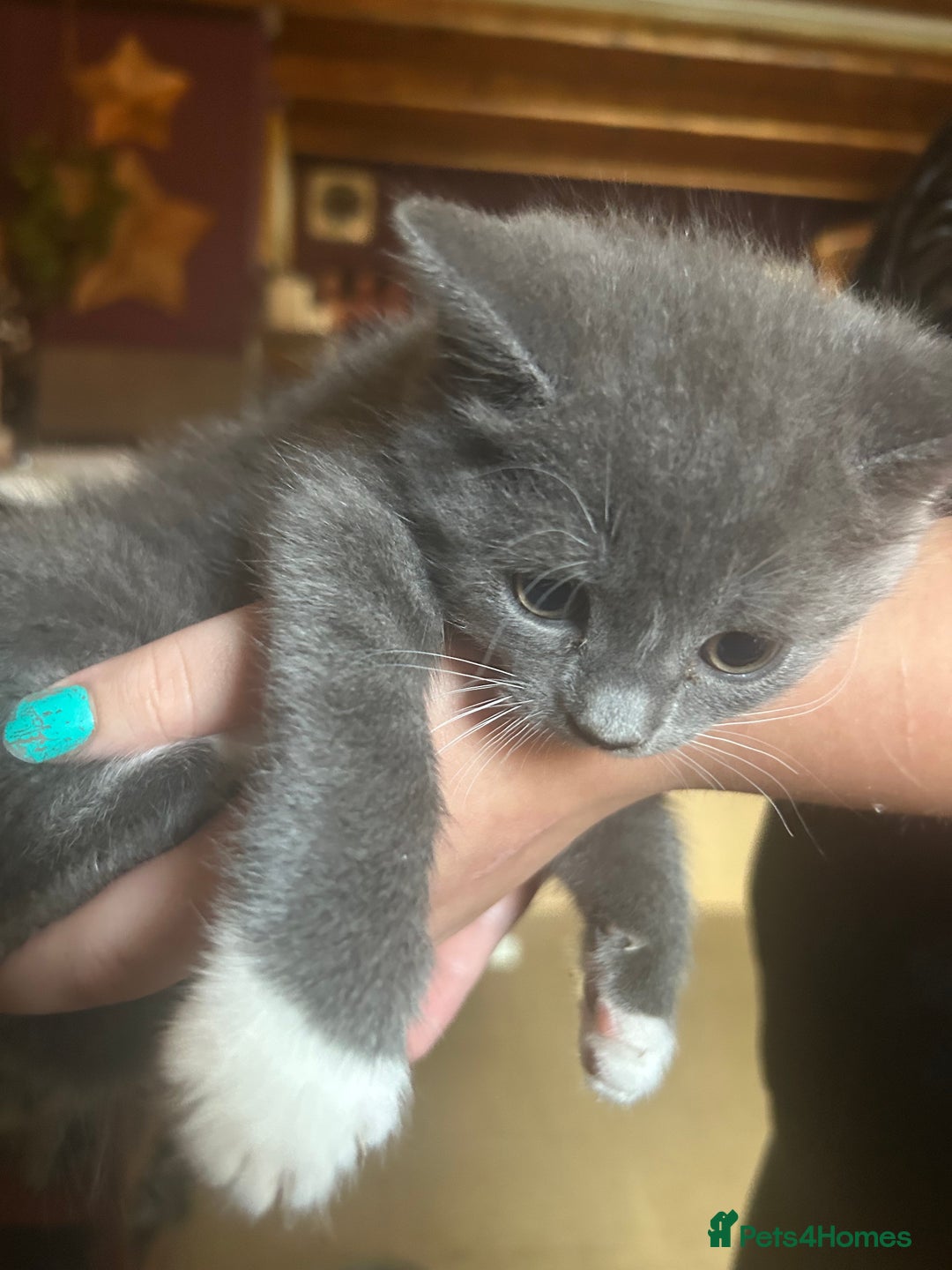 Mixed Breed cats for sale: Blue male with white socks  - Image 6