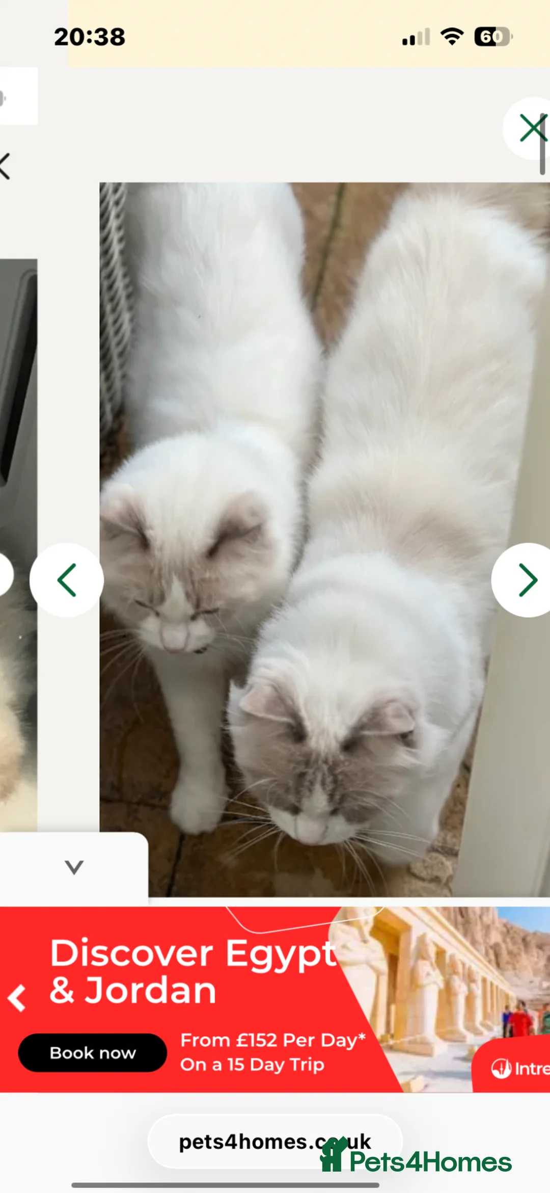Ragdoll cats for sale: Rare Lilac Bicolour Ragdolls in Hook, Hampshire - Advert 1