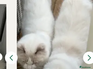 Ragdoll cats Rare Lilac Bicolour Ragdolls in Hook, Hampshire - Advert 2