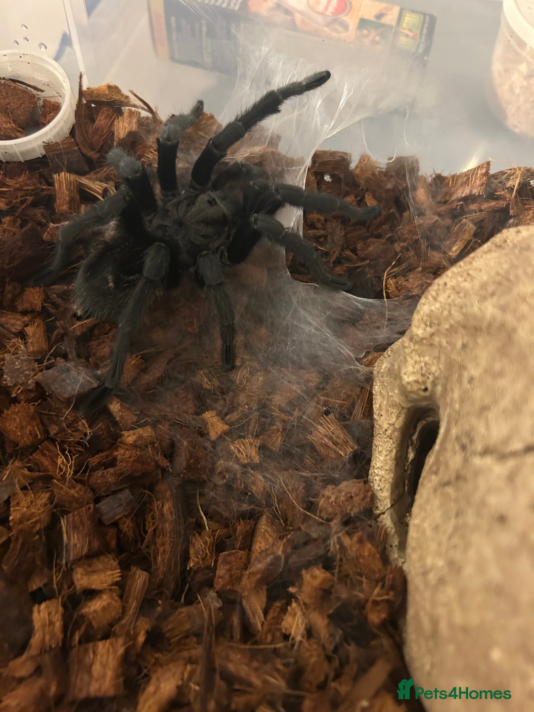 Tarantulas invertebrates for sale: MM Grammostola Pulchra - Advert 4