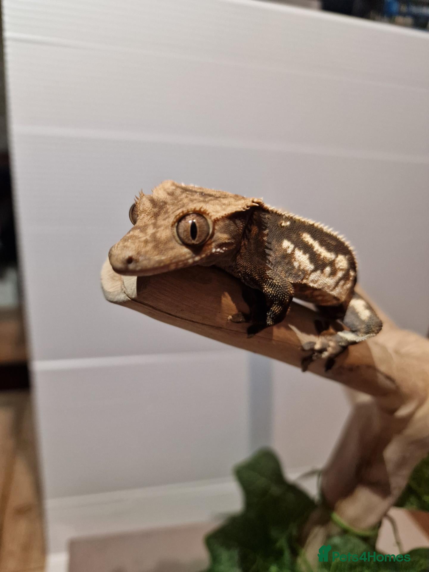 Gecko reptiles ✨️Pretty male crested gecko.✨️ frog butt 🐸 - Advert 2