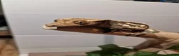 Gecko reptiles for sale: ✨️Pretty male crested gecko.✨️ frog butt 🐸 - Advert 1
