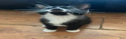 Mixed Breed cats for sale: Cute and playful  - Advert 11