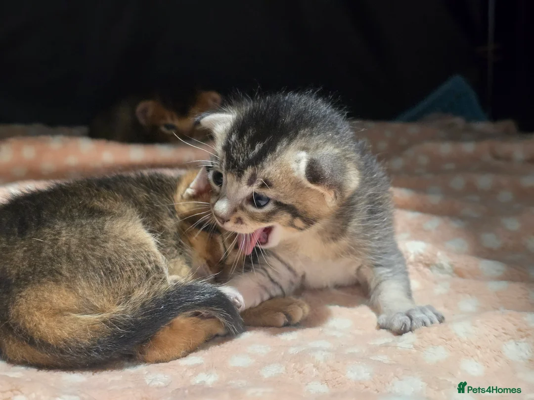 Abyssinian cats for sale: Stunning Kittens – Not to Miss - Advert 13