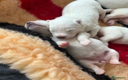 Samoyed dogs for sale: Beautiful Pure Breed Samoyed Puppies - Image 12