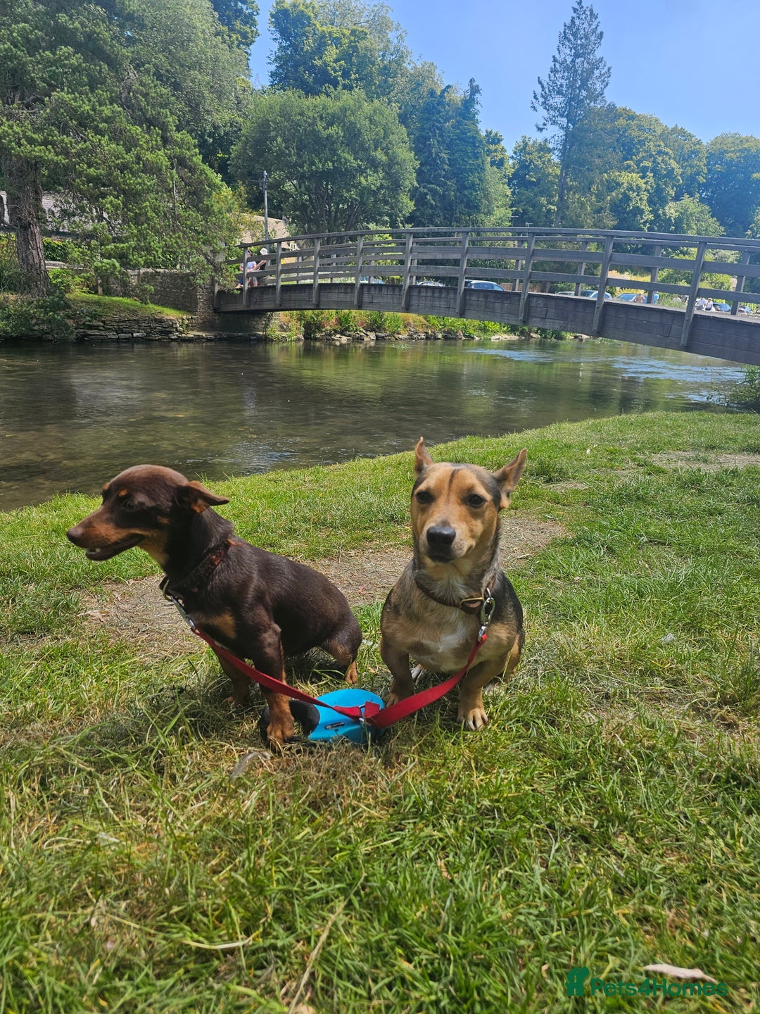 Jack Russell dogs for sale: Pure Breed special colour Jack Russells  - Advert 26