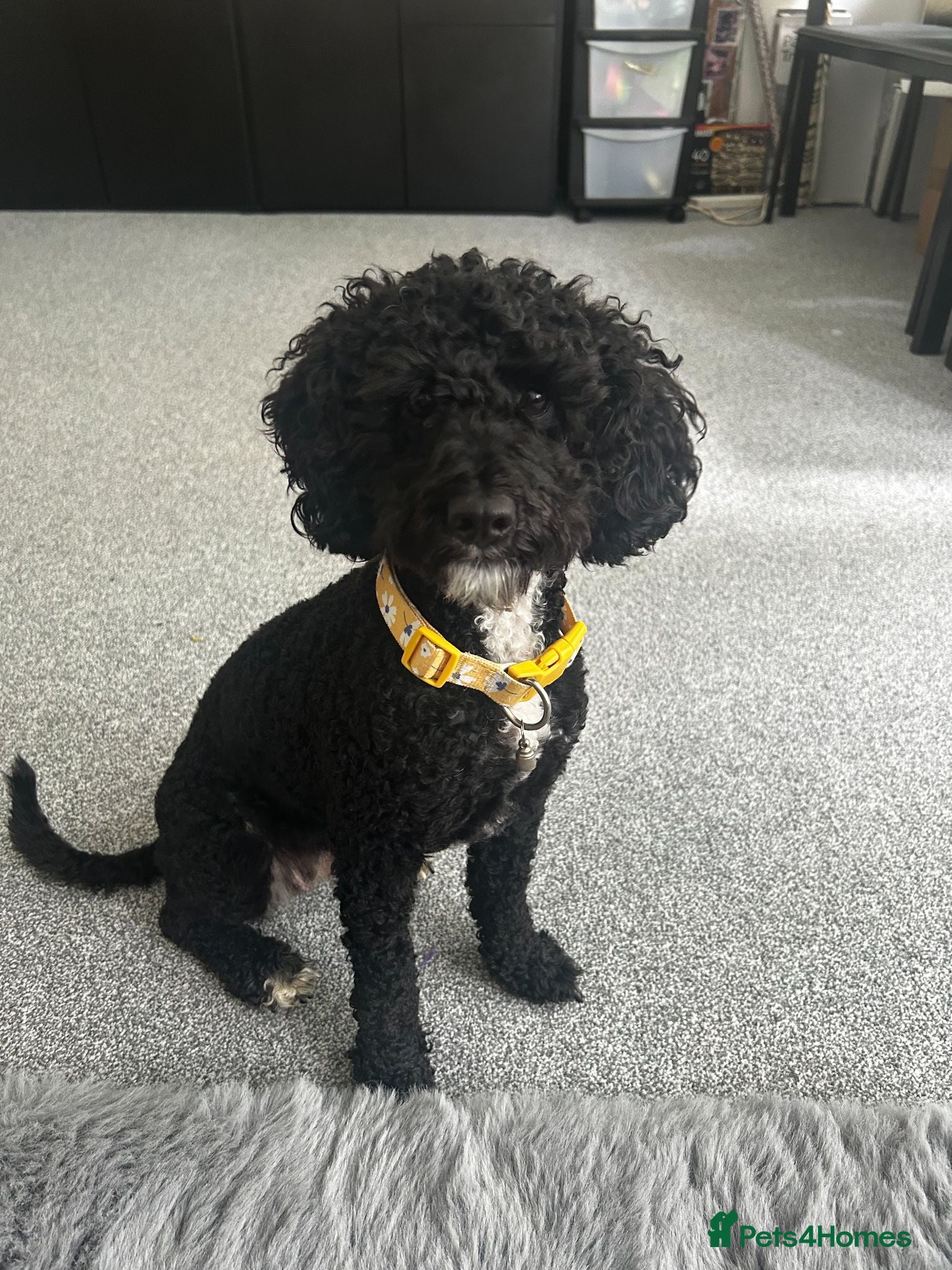 Cockapoo dogs Beautiful tuxedo cockapoo 2 years old  - Advert 1