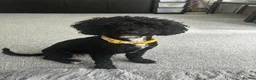 Cockapoo dogs for sale: Beautiful tuxedo cockapoo 2 years old  in Worthing - Advert 1