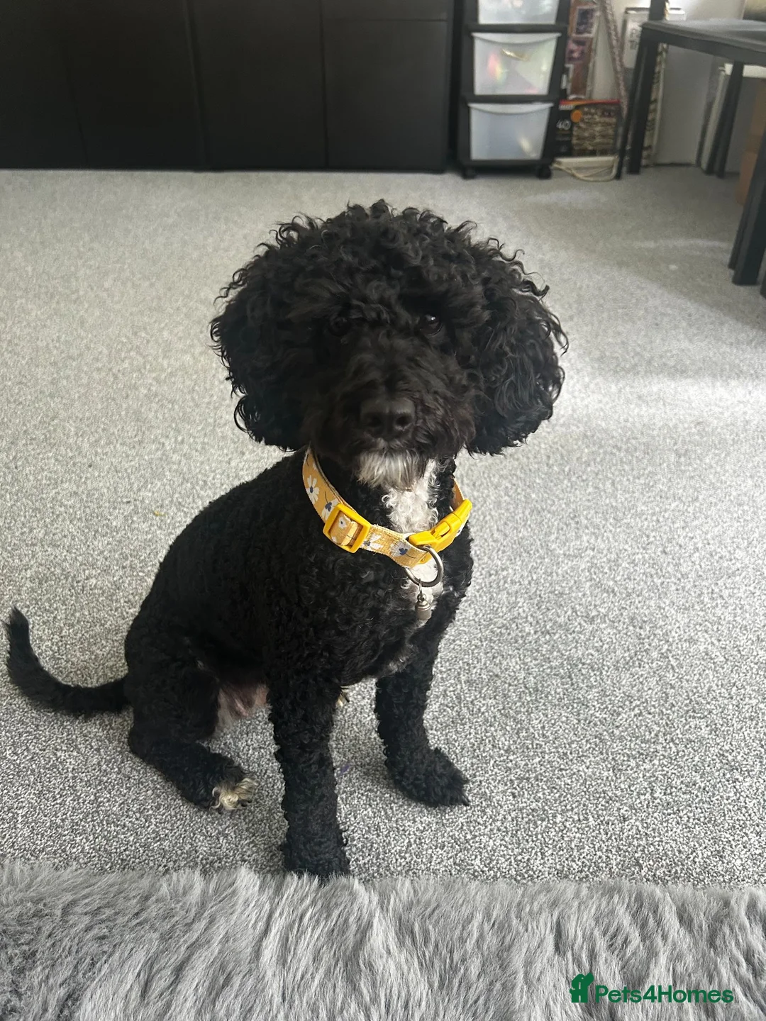 Cockapoo dogs for sale: Beautiful tuxedo cockapoo 2 years old  in Worthing - Advert 1