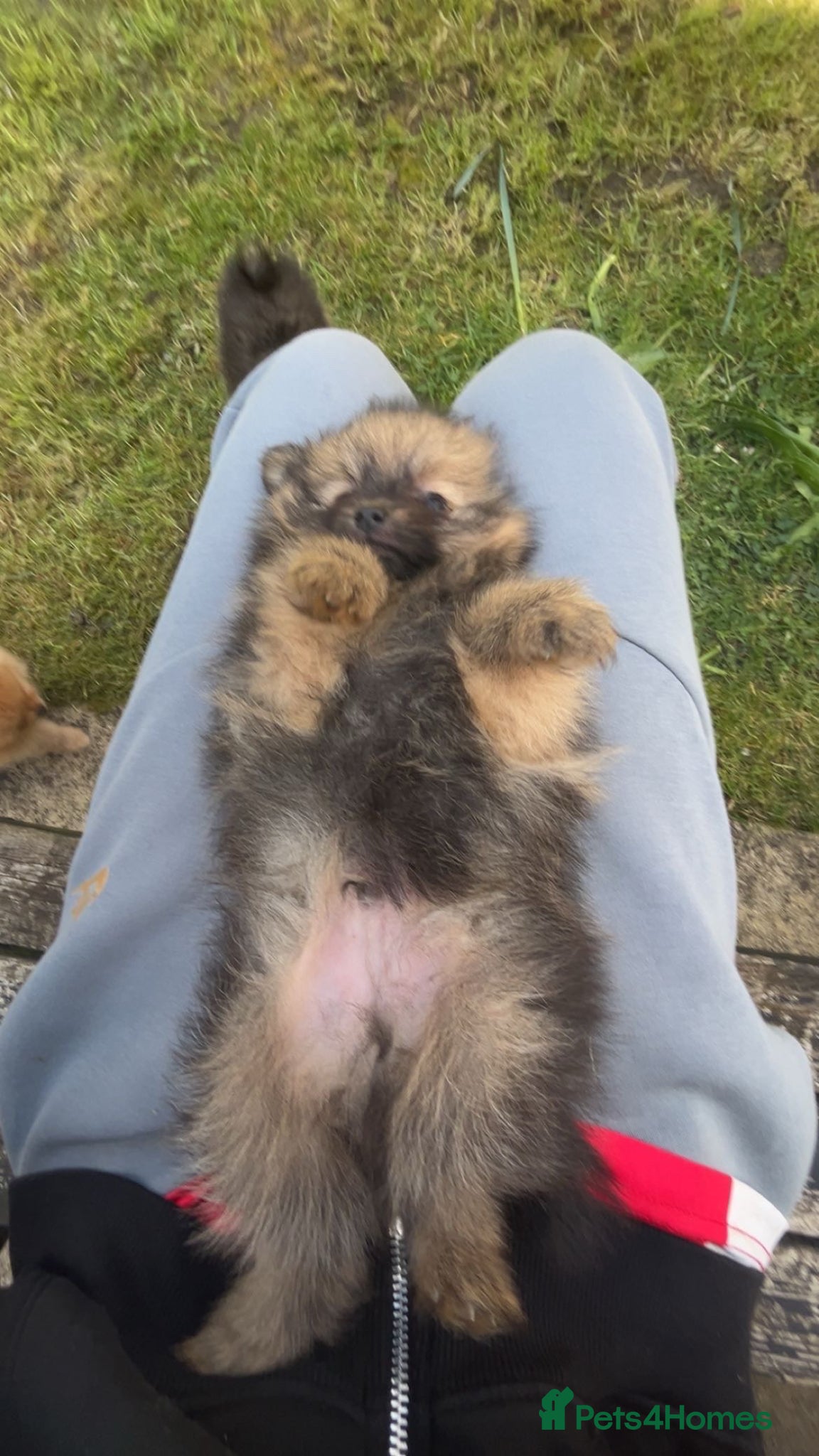 Pomeranian dogs Beautiful Pomeranian puppies - Advert 14