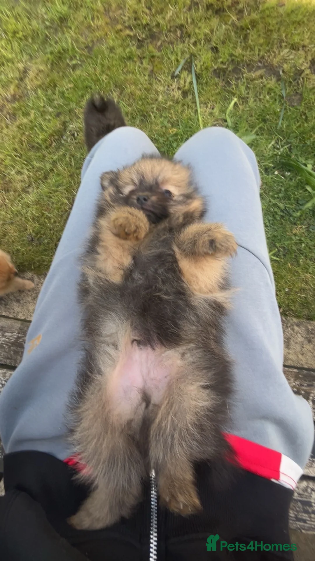 Pomeranian dogs for sale: 1 male is available😊Beautiful Pomeranian puppies - Advert 1