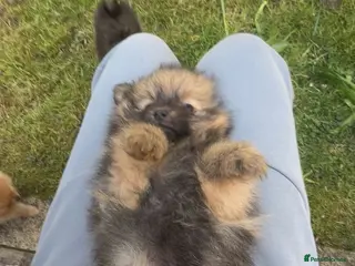 Pomeranian dogs 1 male is available😊Beautiful Pomeranian puppies - Advert 14