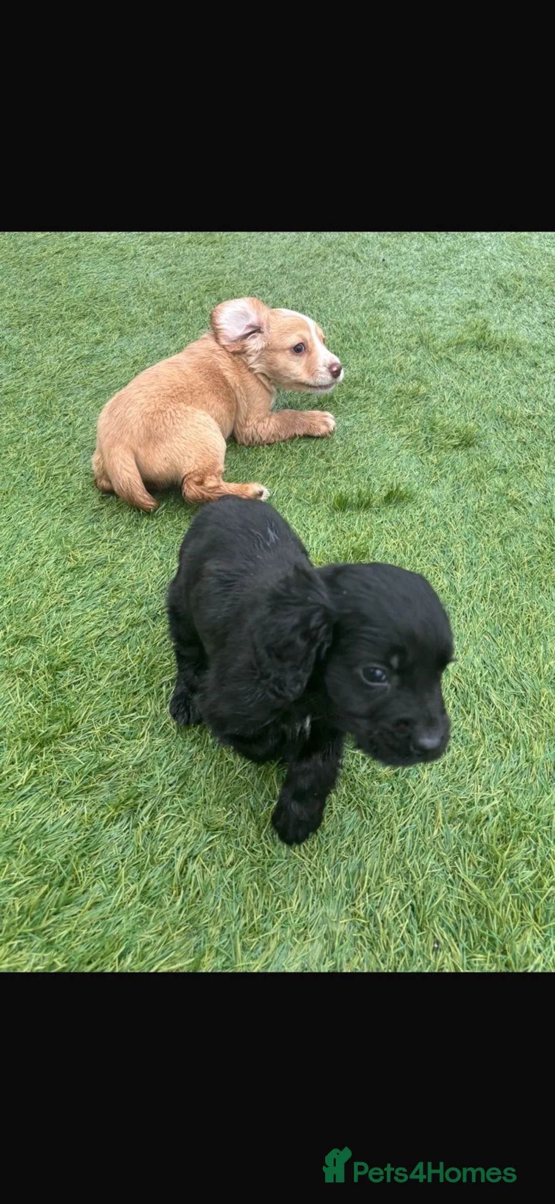 Cocker Spaniel dogs for sale: Our 2 beautiful working cocker spaniel pups in Reading - Advert 2
