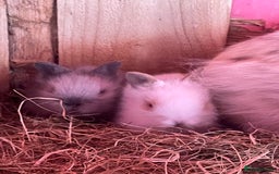 Lionhead rabbits for sale: One male left. Blue eyes. Orange and white - Image 20