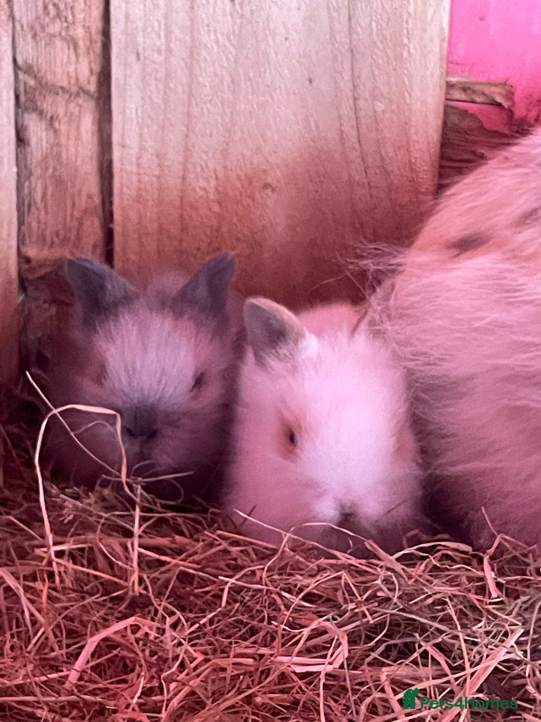 Lionhead rabbits for sale: One male left. Blue eyes. Orange and white - Image 20