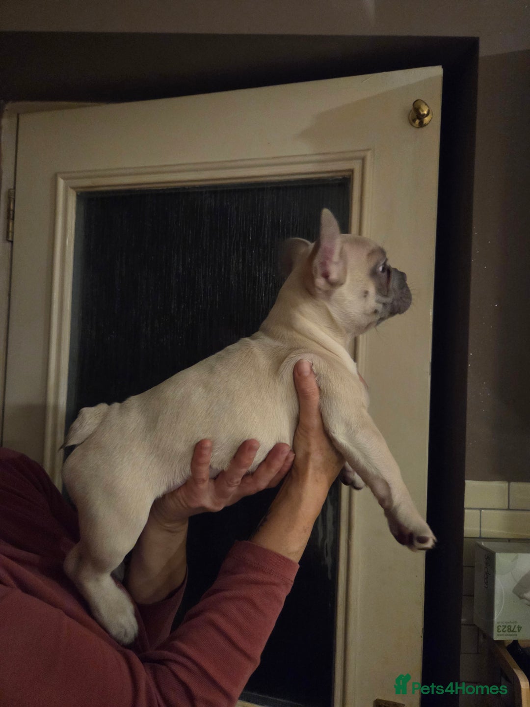 French Bulldog dogs for sale: Frenchies for sale - Advert 9
