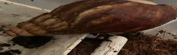 Snails invertebrates for sale: 3 African land snails  - Advert 3
