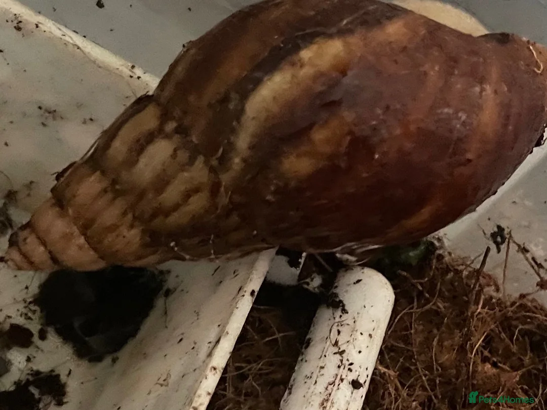 Snails invertebrates for sale: 3 African land snails  - Advert 3