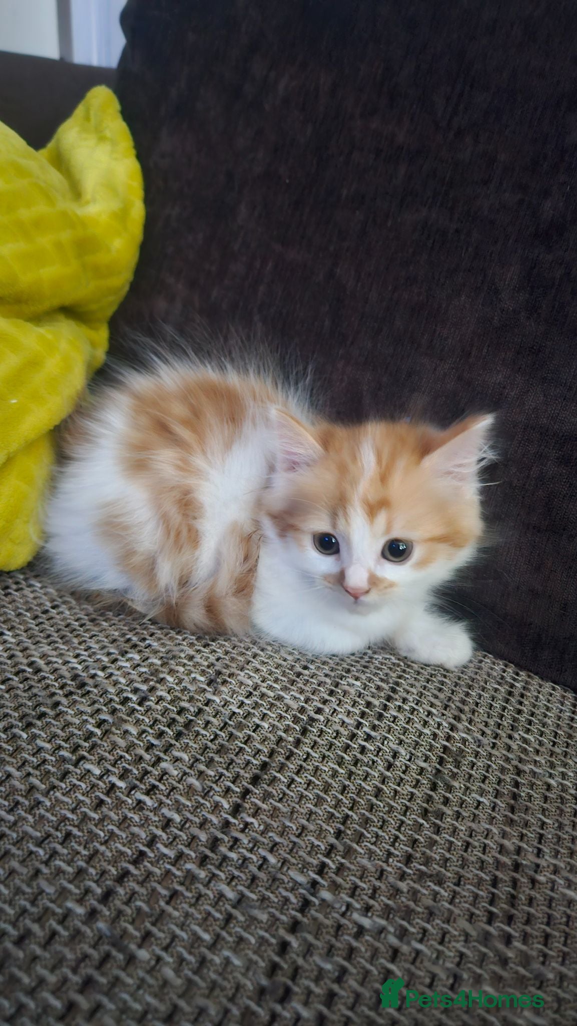 Mixed Breed cats Half Ragdoll / half Maine Coon - Advert 2