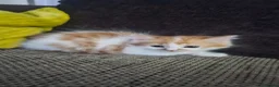 Mixed Breed cats for sale: Half Ragdoll / half Maine Coon - Advert 2