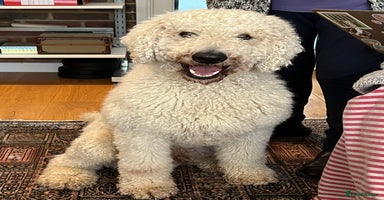 Standard Poodle dogs - Advert 12
