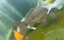 Other/Mixed Breed fish for sale: Koi carp, orphs, mirror carp - Image 10