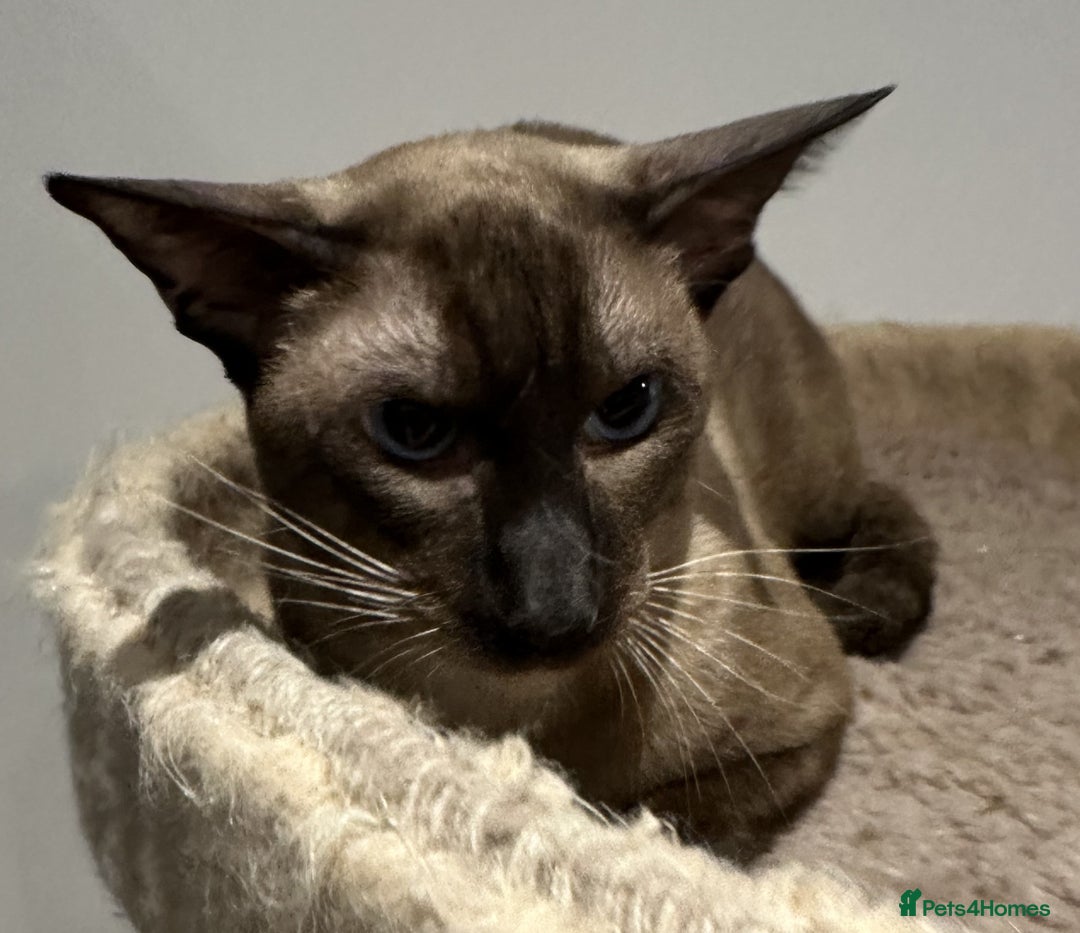 Siamese cats for sale: Handsome Seal Point Male - Active Register - Image 4