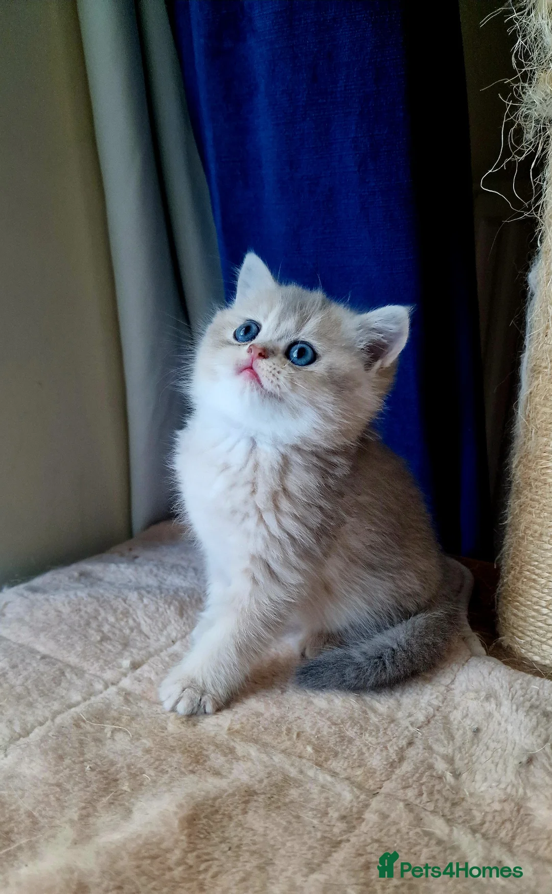 British Shorthair cats for sale: 🌟 Stunning GCCF Registered Kittens🌟 - Advert 1