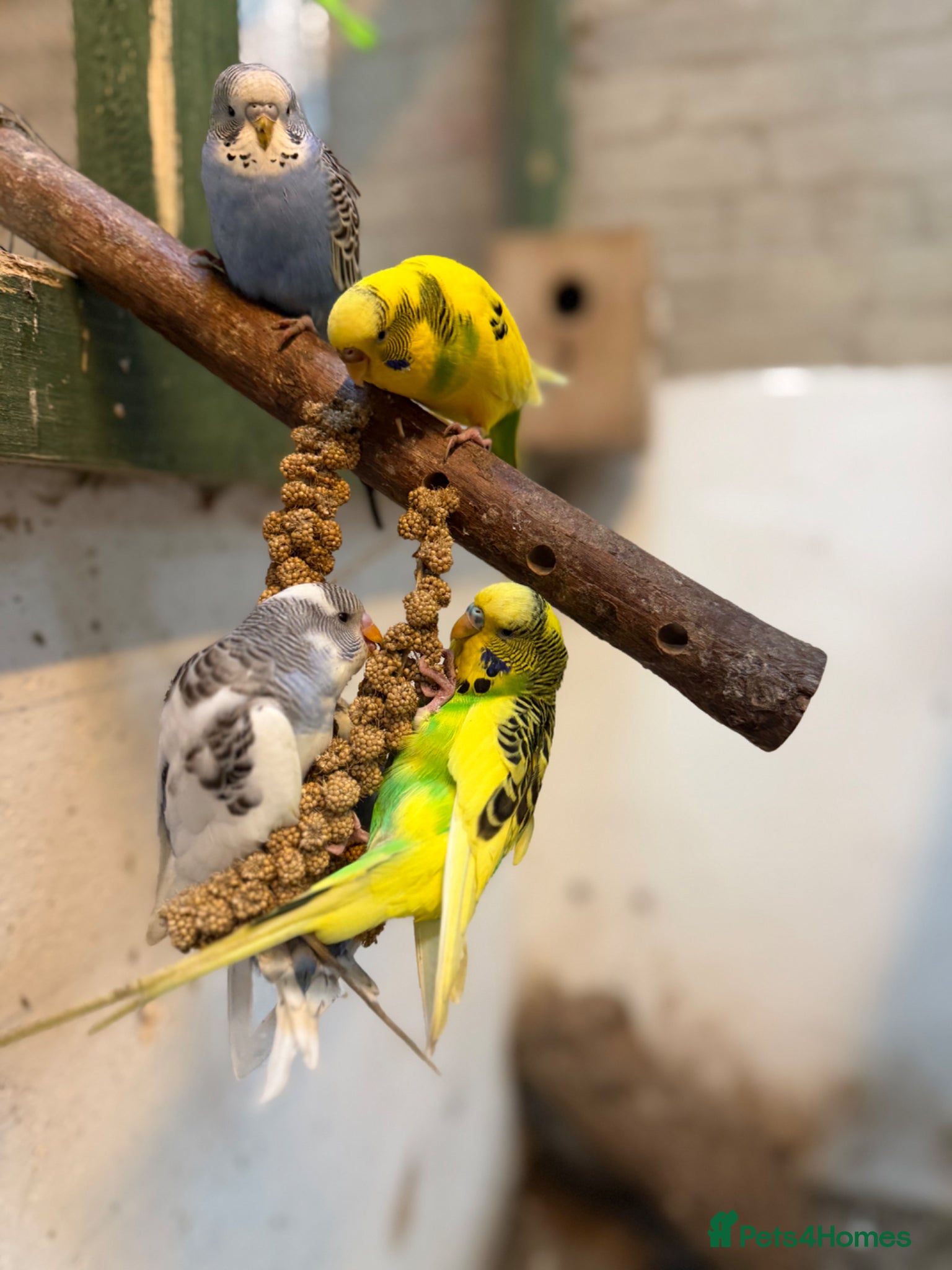 Budgerigars birds Male budgie - Advert 1